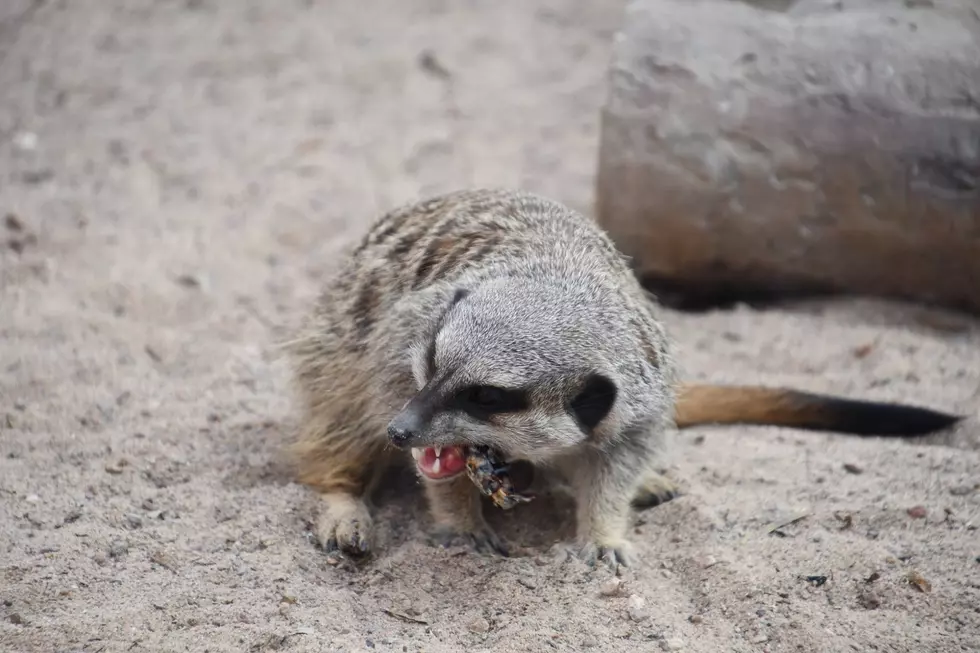 Hilarious Responses to El Paso Zoo &#8216;Quit Bugging Me&#8217; Valentine&#8217;s Day Event