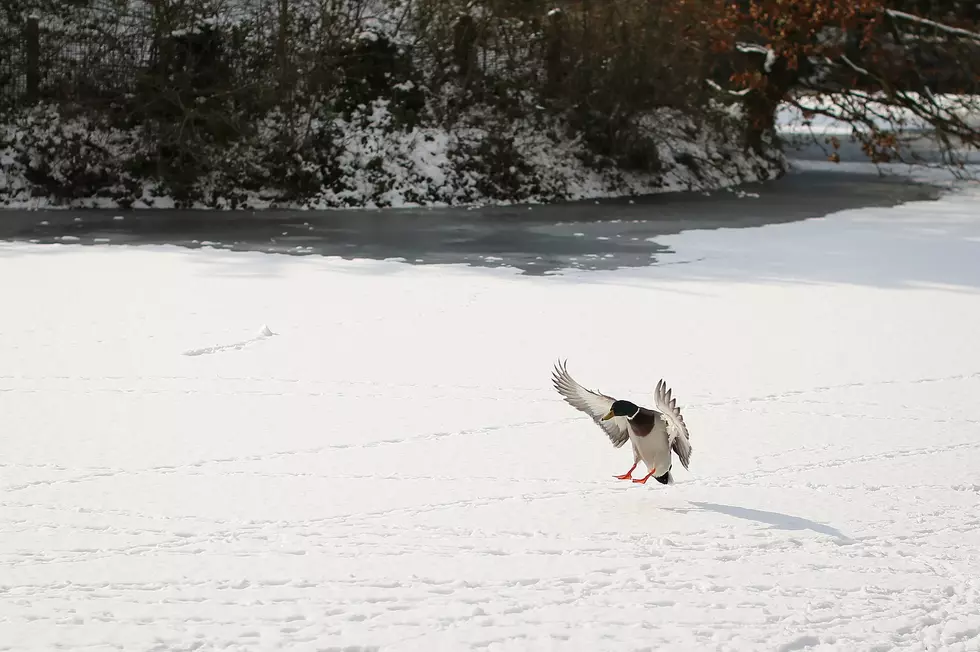 Wildlife Impacted By Historic Winter Storm In El Paso &#038; Around Texas