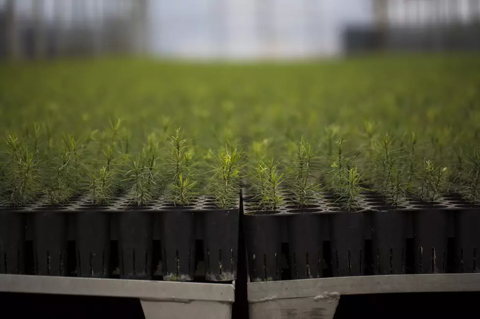 A Forest Is Born