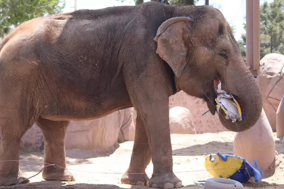 El Paso Zoo Elephant Savannah To Predict Super Bowl Winner