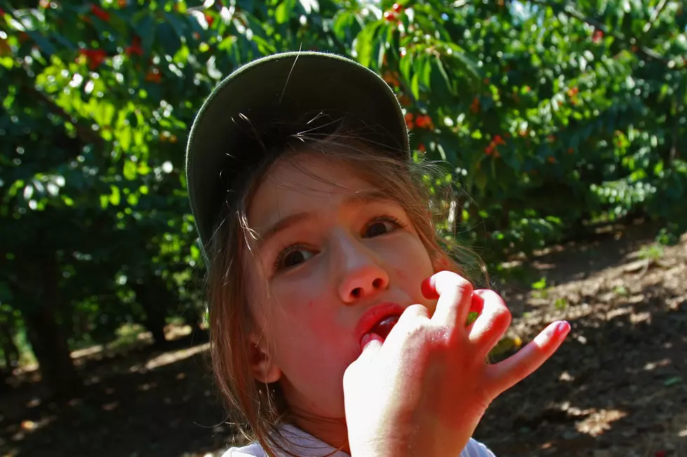 Looking for Fun Family Road Trip? Pick Cherries in New Mexico