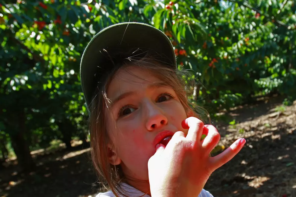 Looking for Fun Family Road Trip? Pick cherries in New Mexico