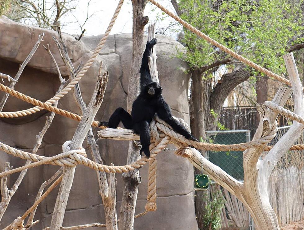 Modification to Spider Monkey Exhibit at El Paso Zoo Underway after Trespassing Incident