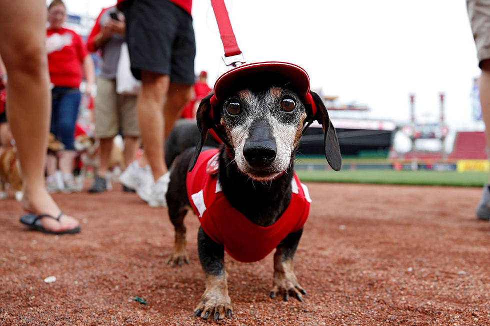 Attend a Baseball Game with Your Dog: El Paso Chihuahuas Hosting Bark at the Park
