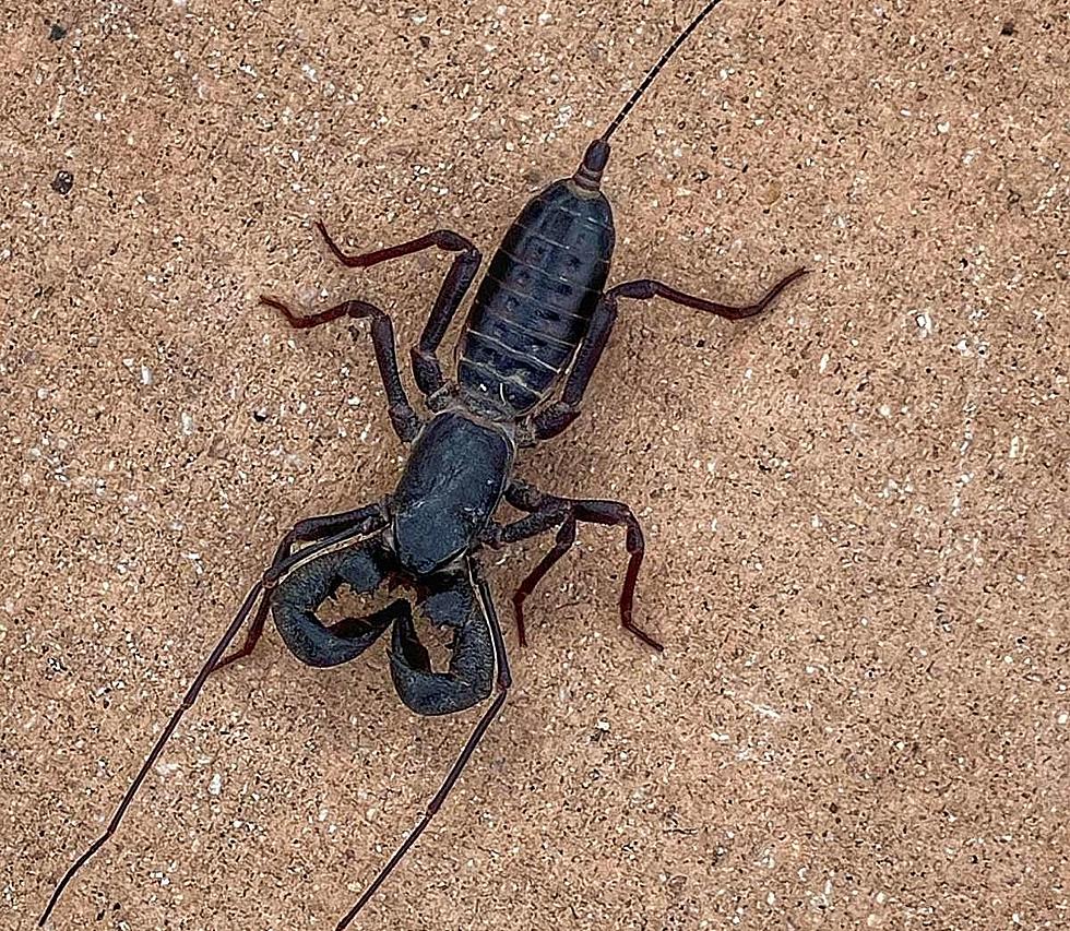 El Paso Monsoon Brings Out Terrifying Looking Acid Squirting Creature