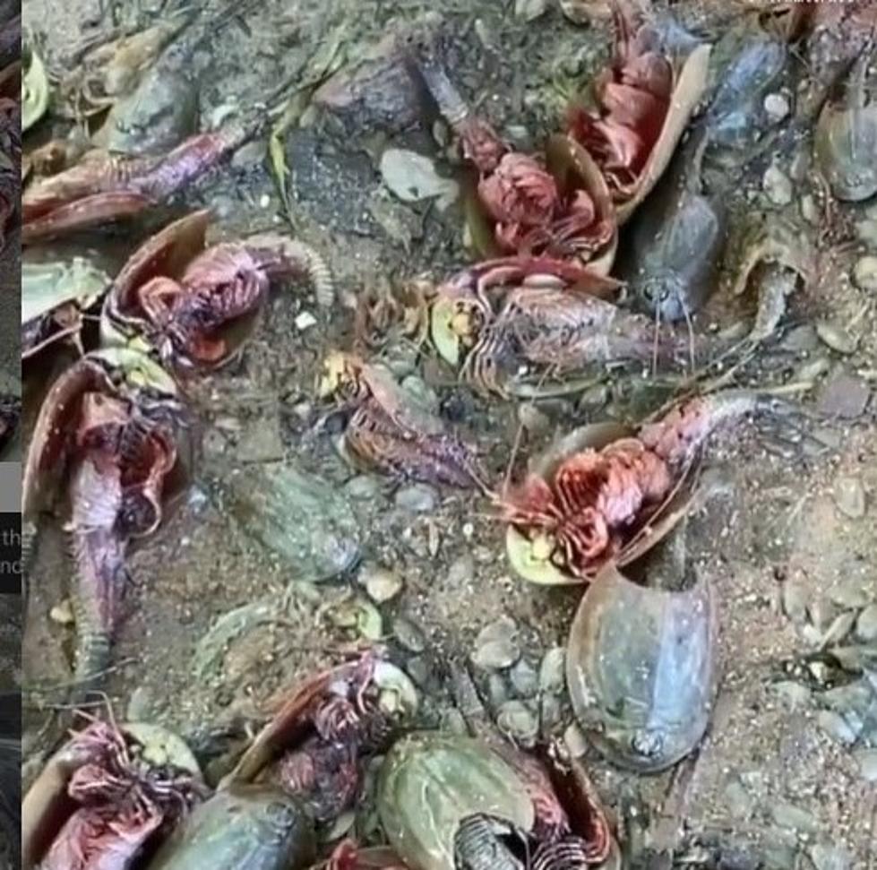 Look At These Gross Things That Are In Album Park's Lake