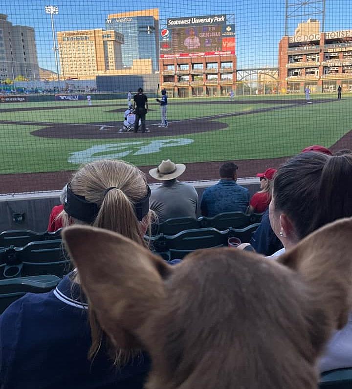 El Paso Baseball Loving Dogs Get Their Day at the Ballpark