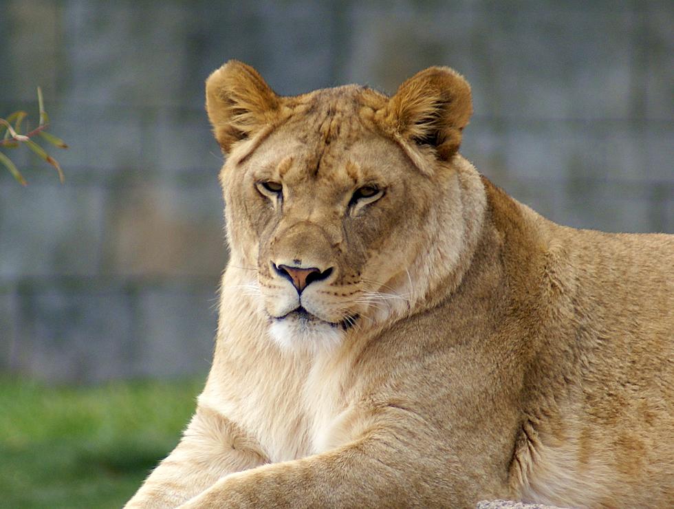 African Lioness The 3rd Zoo Animal To Die Of Cancer This Year