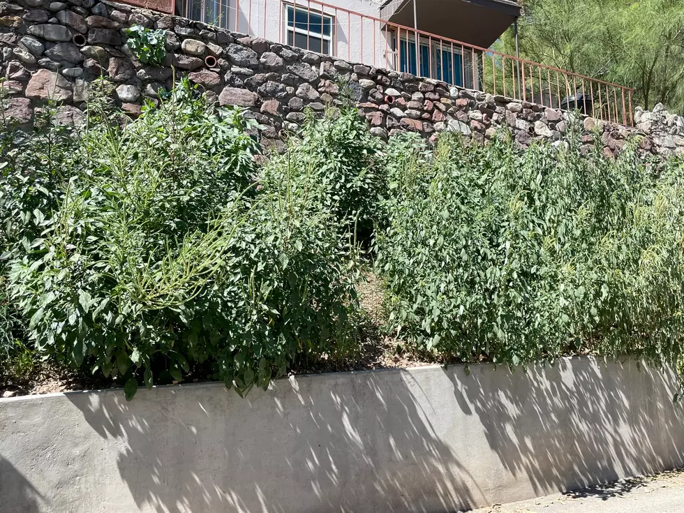 El Paso Official Warns Homeowners of Fines for Overgrown Weeds