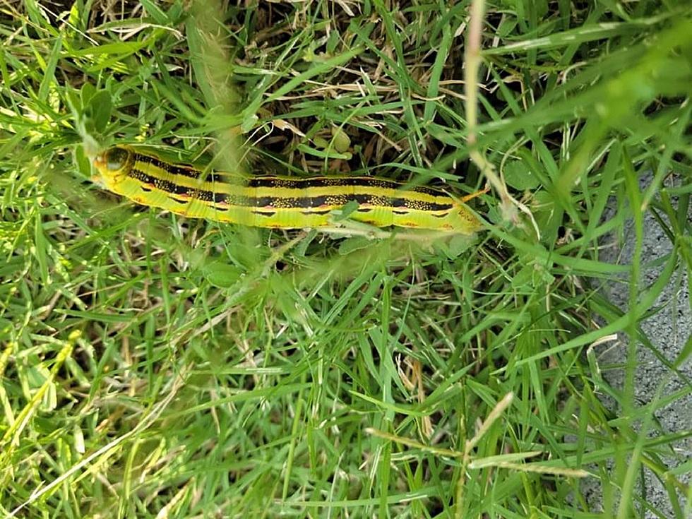 What Kind of Gnarly Caterpillar Is This &#038; Does It Ruin Gardens?