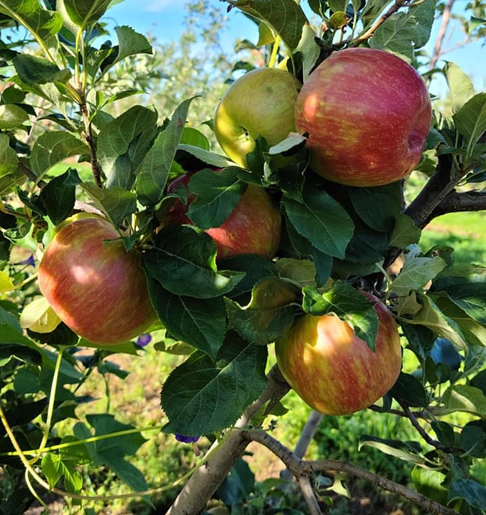 Apple Picking Fun Is Just a Short Drive From El Paso