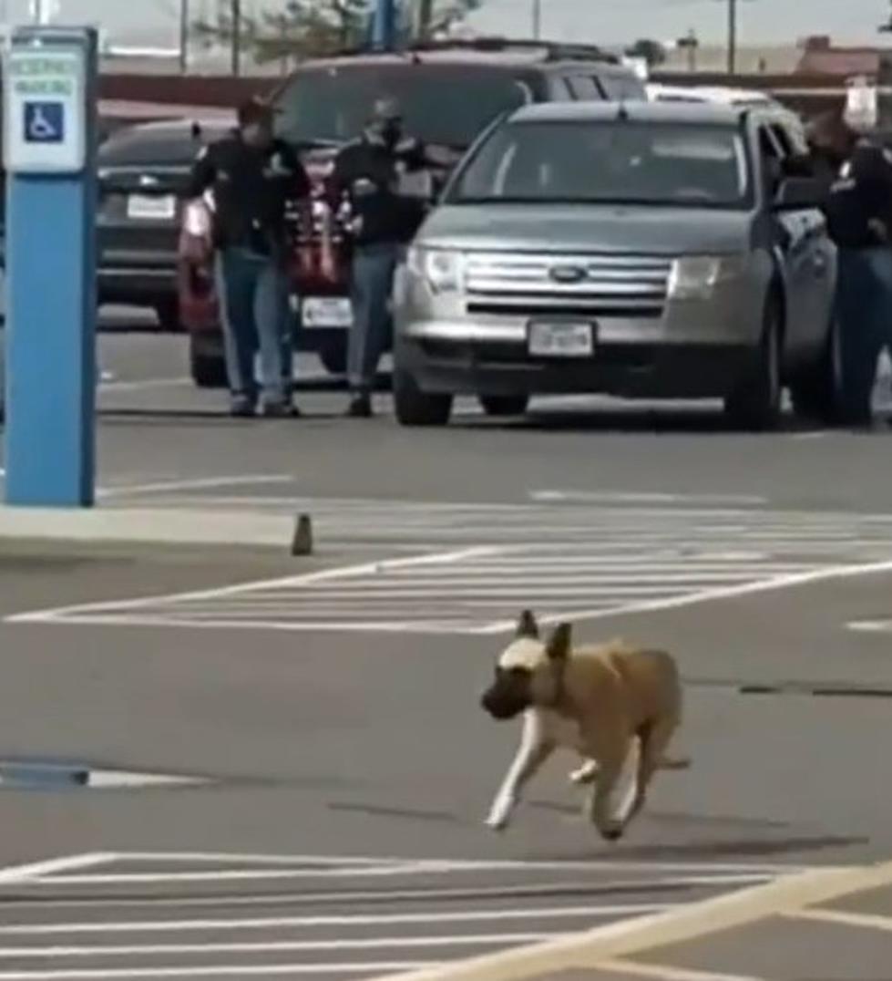 EPPD Pulls Rifle From Car But People Are More Worried About Dog In Video