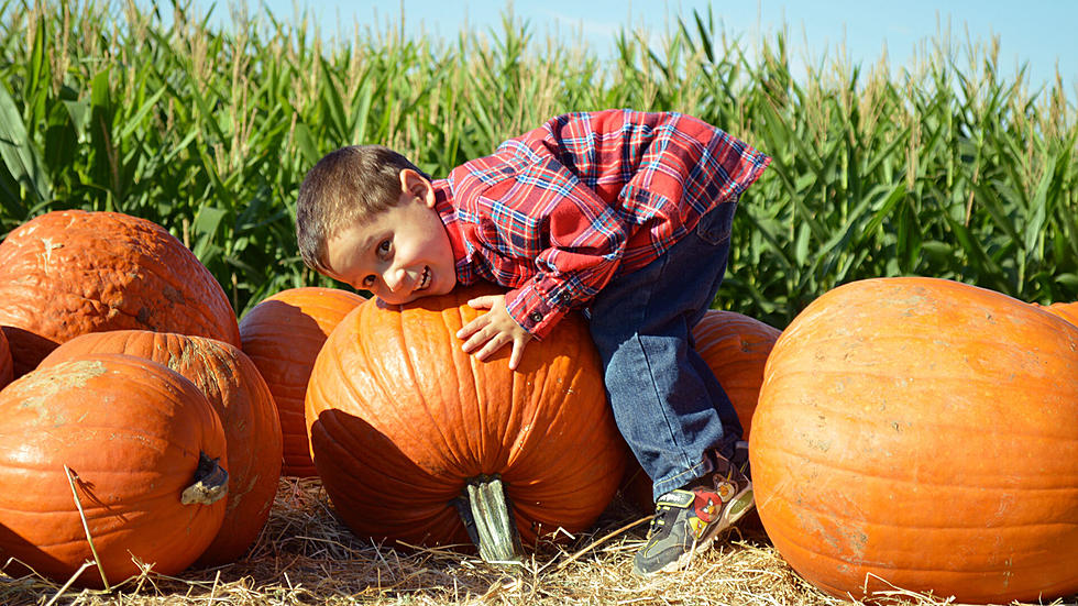 Last Weekend for Corn Stalks and Seasonal Photo Ops at These El Paso-Area Corn Mazes