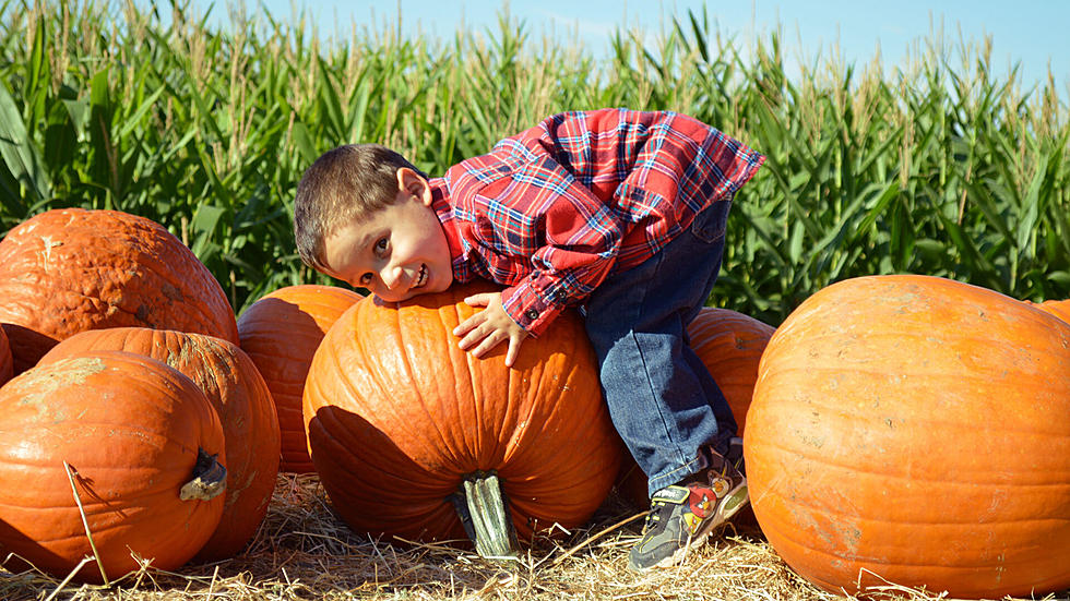 Two El Paso-area Corn Mazes Close After this Weekend