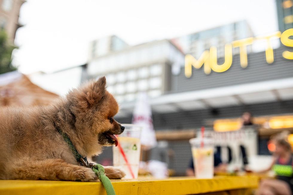 MUTTS Canine Cantina, Restaurant/Dog Park Combination Coming to West El Paso