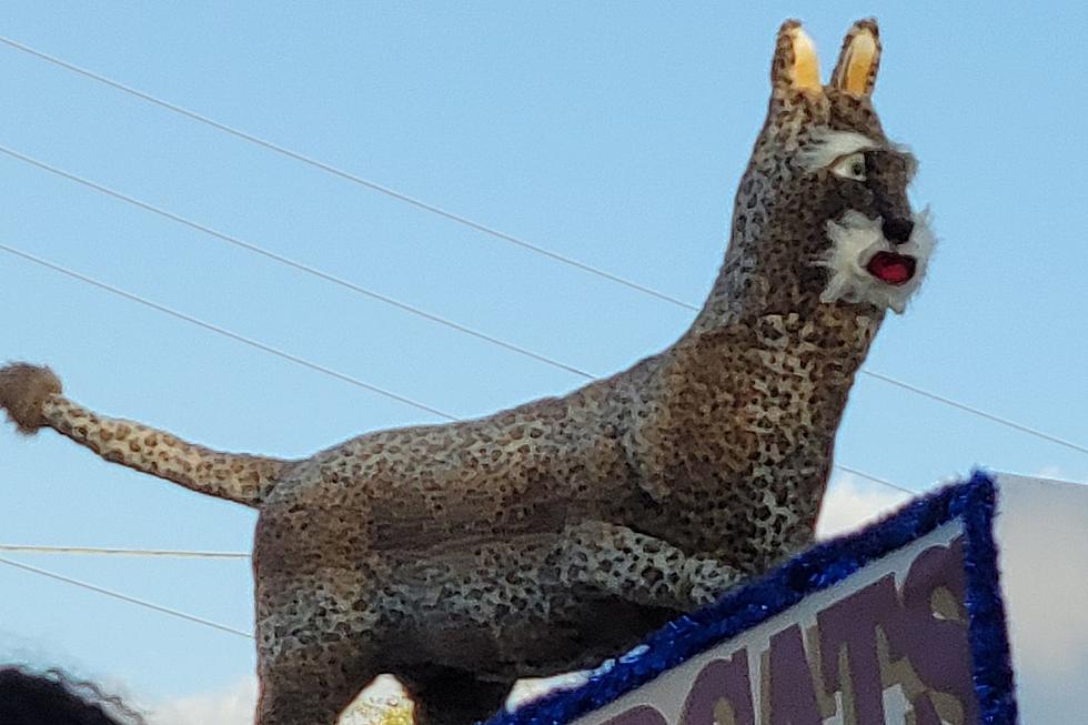 Weird Stuffed Cat Appears on Homecoming Float and Still Haunts Me