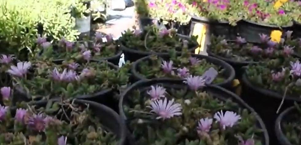 UTEP To Hold Another Plant Sale This Weekend