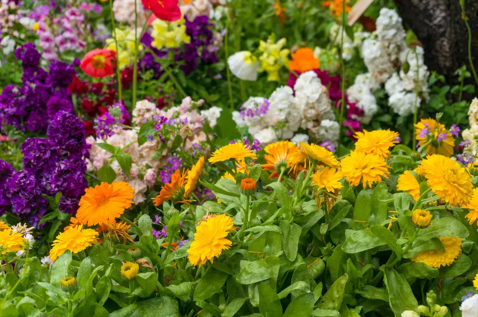 Bright and colorful spring flowers on flowerbed nature background