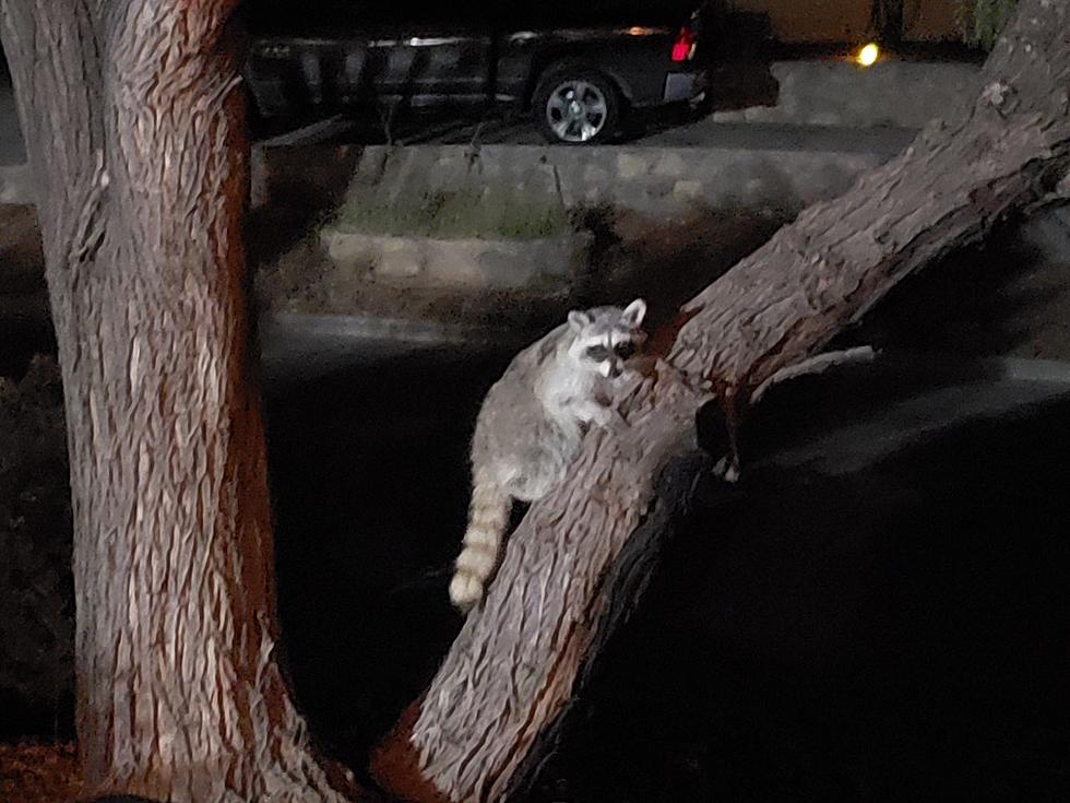 The Night I Survived a Raccoon Encounter (Yes, There Are Raccoons in El Paso)