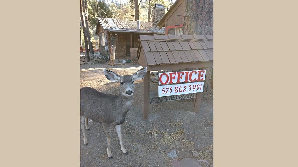 Waking Up to Deer in Ruidoso is a Disney Princess Lover's Dream