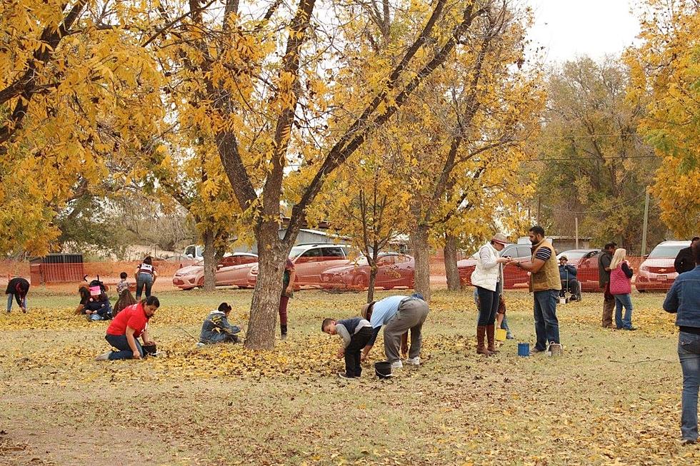 Pick Your Own Pecans At Annual Harvest Fest 30 Min From El Paso