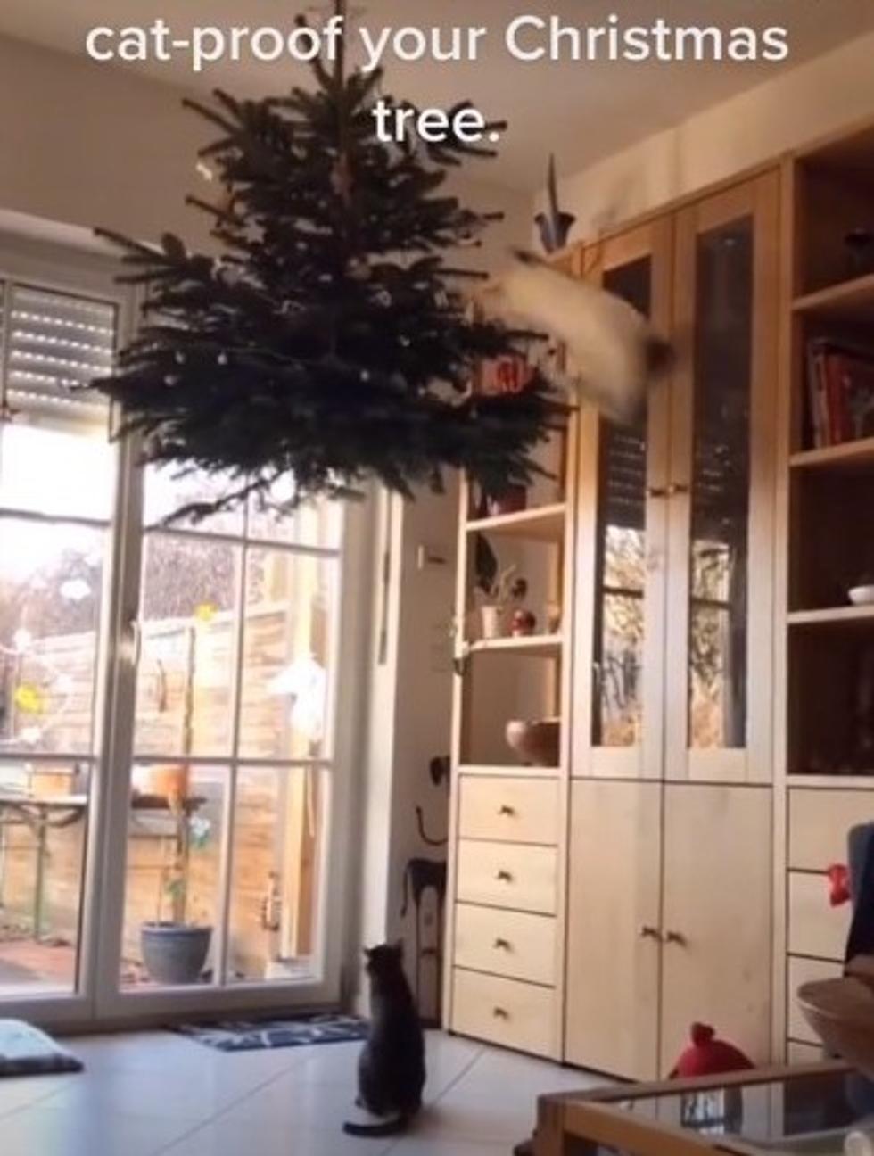 Cats vs Christmas Trees – Who Will Win?