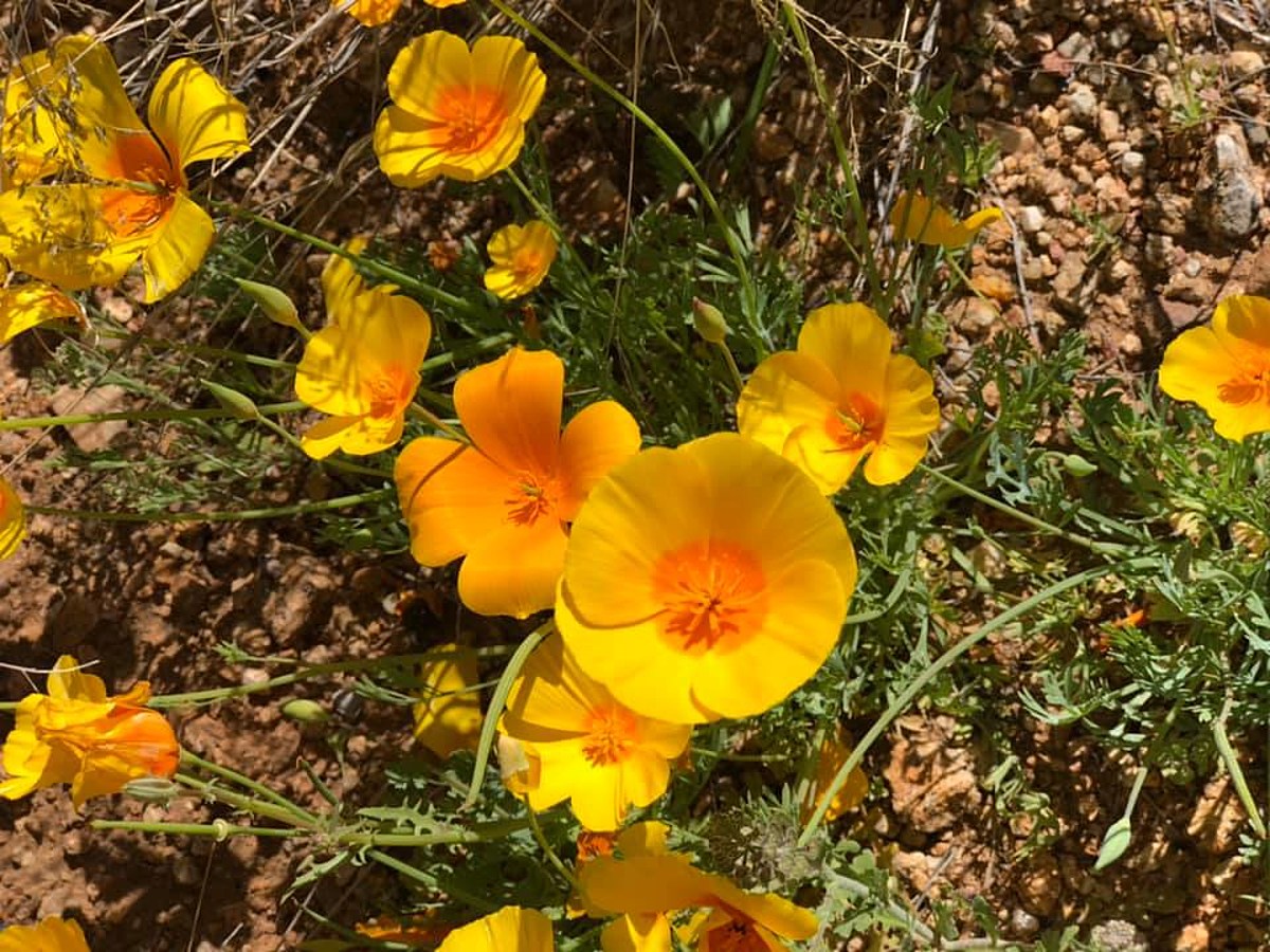 El Paso Poppies Fest 2023 draws nature lovers from across Borderland