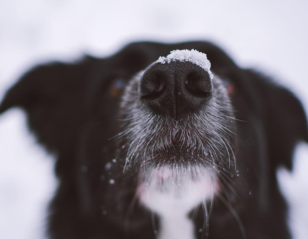 This Is How to Determine If It&#8217;s Too Cold For Your Dog To Be Outside