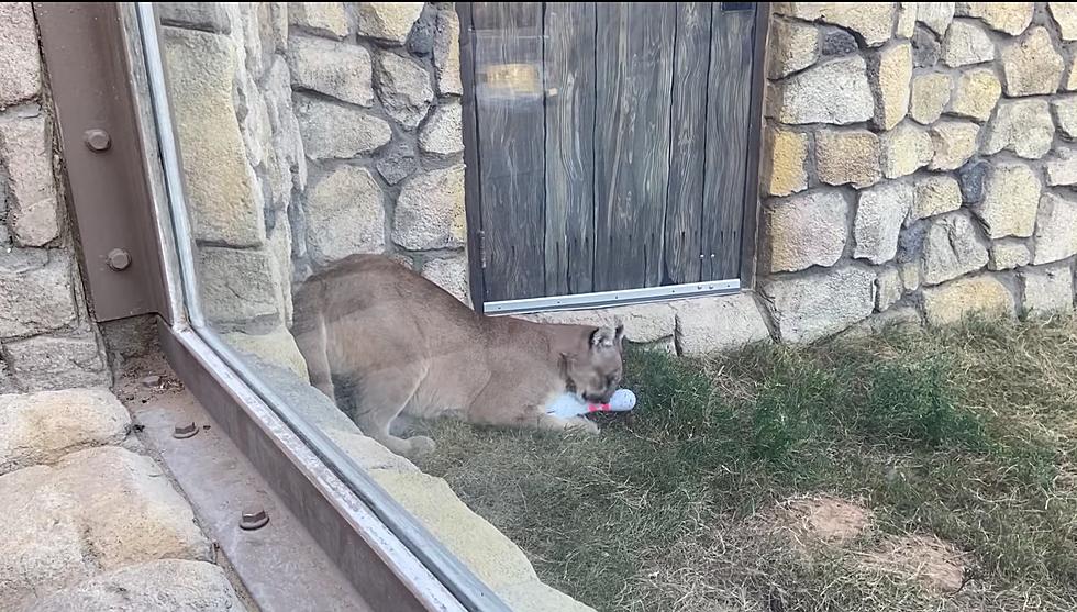 Bowling Business Donates Pins to El Paso Zoo For Big Cat Toys