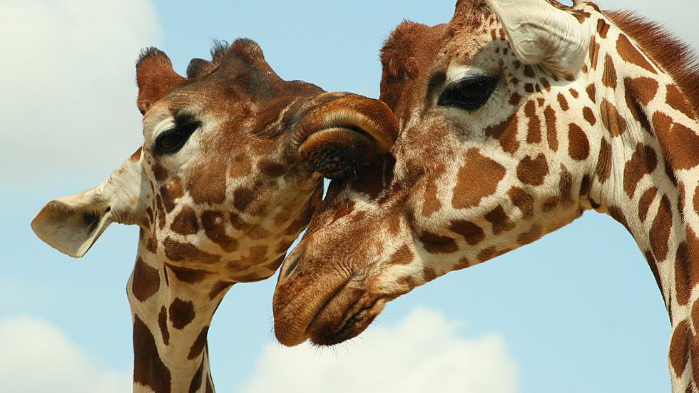 El Paso Zoo Hosting 'Wild at Heart' Valentine's Date Night