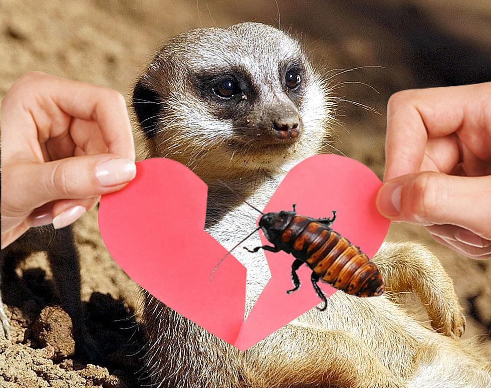 El Paso Zoo Going Hard Again For Valentine&#8217;s Day with &#8216;Quit Bugging Me&#8217; Event