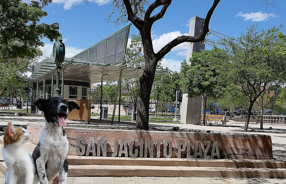 Goat Yoga, Pet Costume Contest Highlight Downtown El Paso Pet Party This Weekend