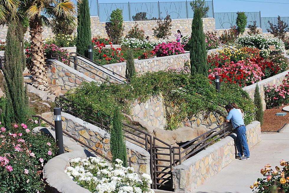 Beauty in Bloom &#8211; El Paso Municipal Rose Garden Now Open