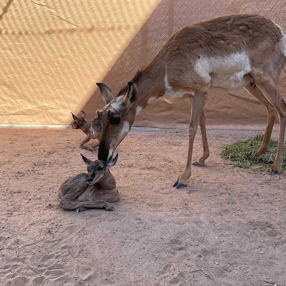 There&#8217;s A Baby Boom Happening At The El Paso Zoo This Spring