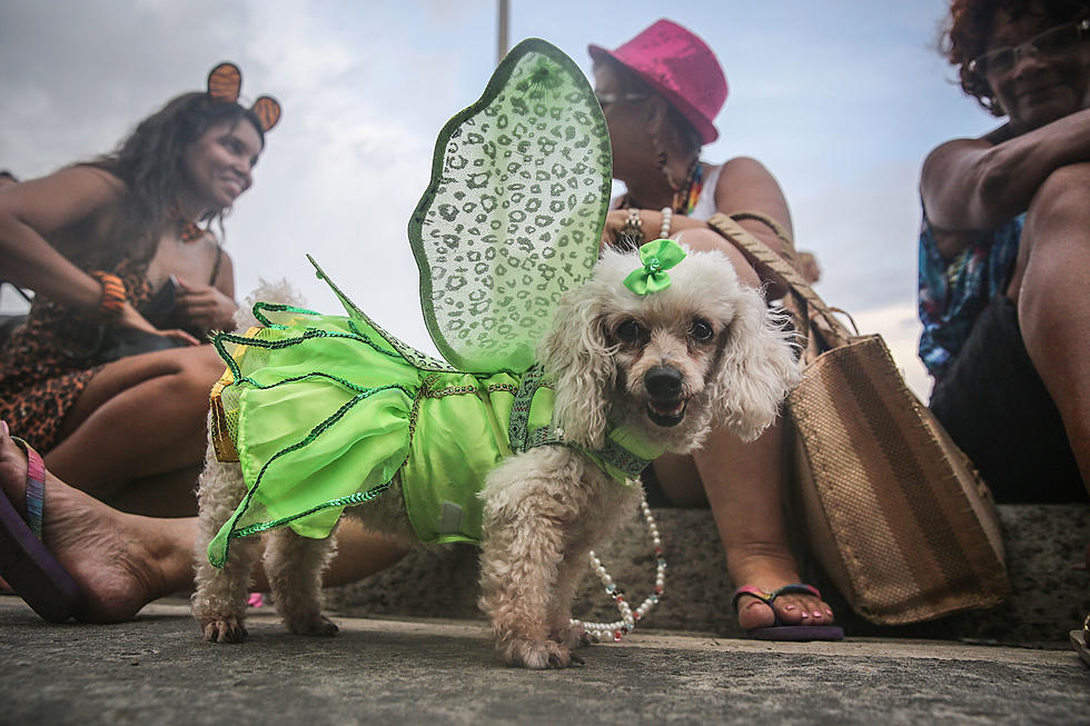 Get Ready For A Paw-some Time At Wag-O-Ween Pet Carnival 