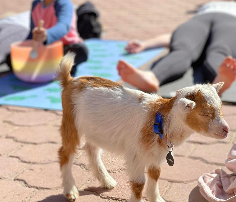 Goat Yoga, Pet Costume Contest Highlight Huge El Paso ‘Pet Pawty’