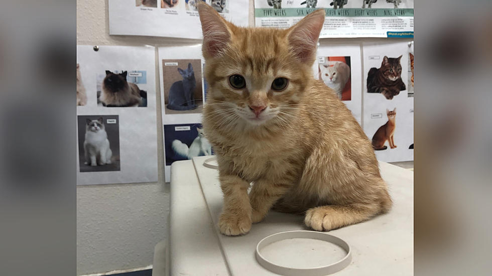 The Humane Society of El Paso Is Inviting You To An Adorable Kitten Baby Shower