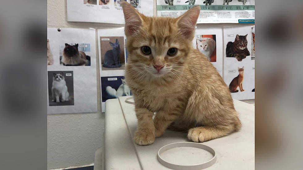 Humane Society of El Paso Is Holding A Kitten Baby Shower