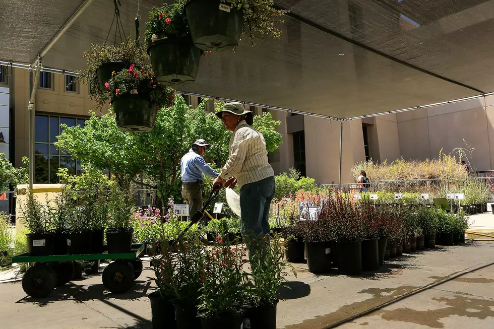 UTEP's Annual FloraFEST Native Plant Sale Happening This Weekend