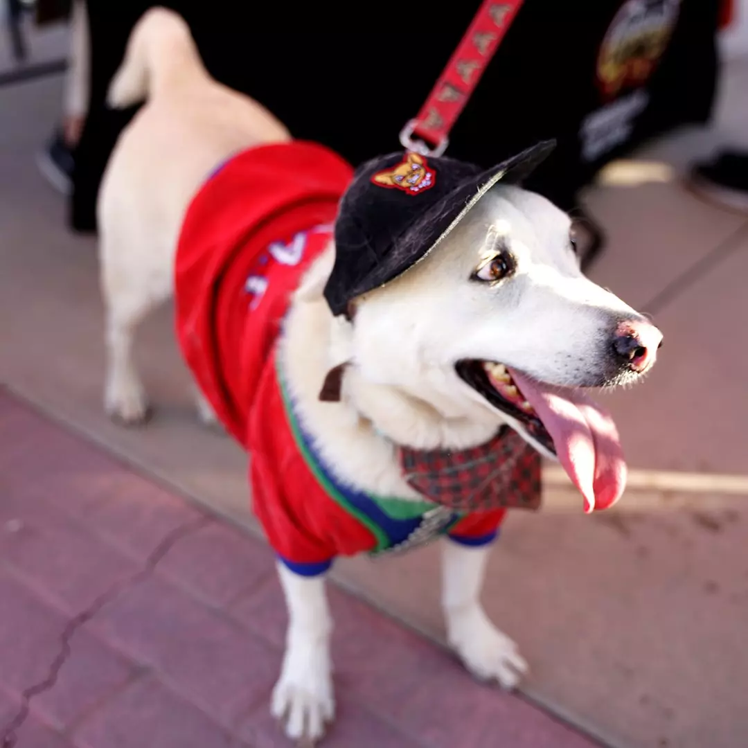 El Paso Baseball Loving Dogs Get Their Day at the Ballpark