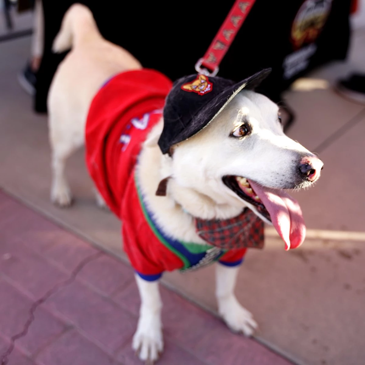 El Paso Chihuahuas don iconic dog-face jerseys for a dog-friendly