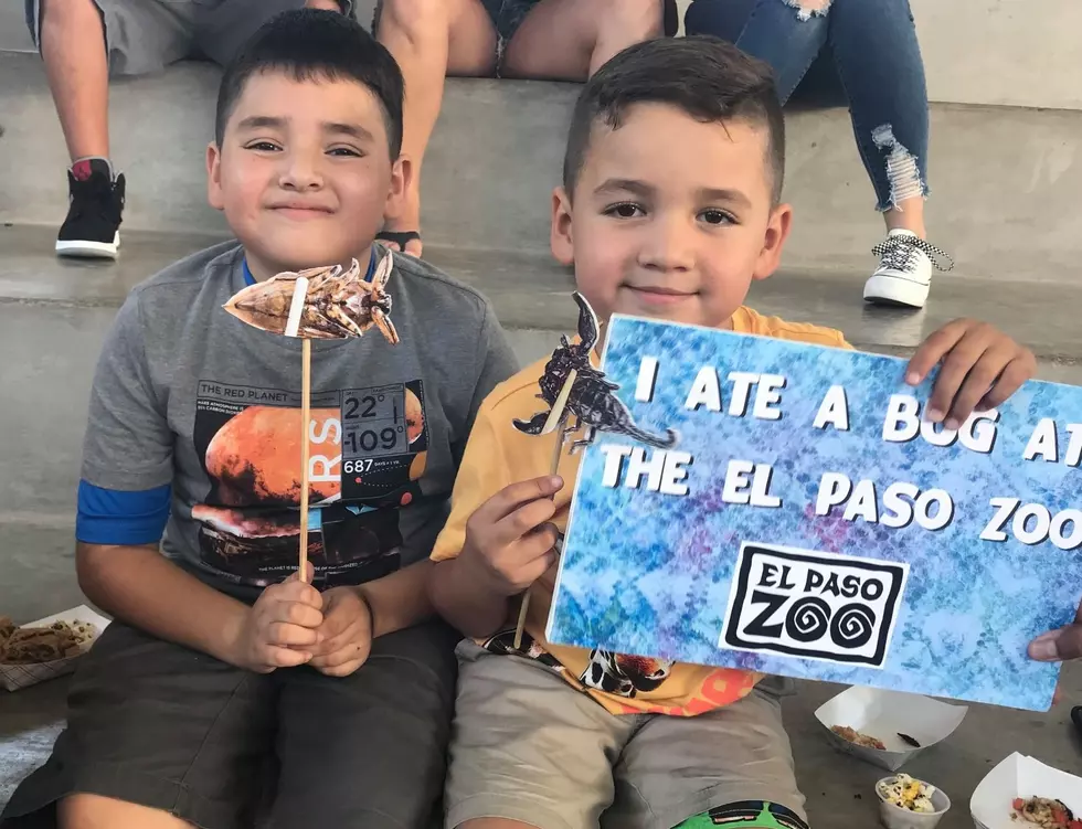 Yum! Bug Fest is Back at the El Paso Zoo