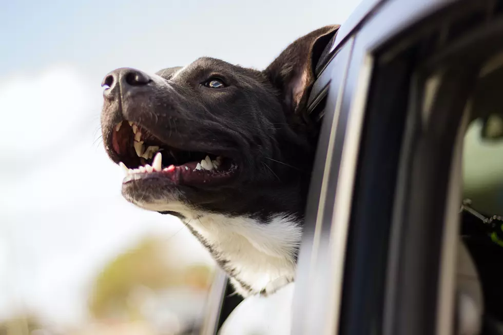 Man Reportedly Gets Citation For Dog Not Having Seatbelt On