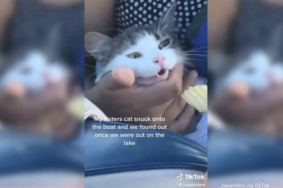 Cat Sneaks Onto Boat for Hilarious Elephant Butte Adventure