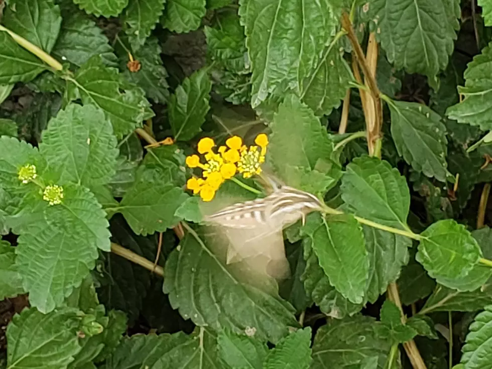 What Are Those Huge Flying Insects Terrorizing El Paso and Are They Ruining Your Garden?