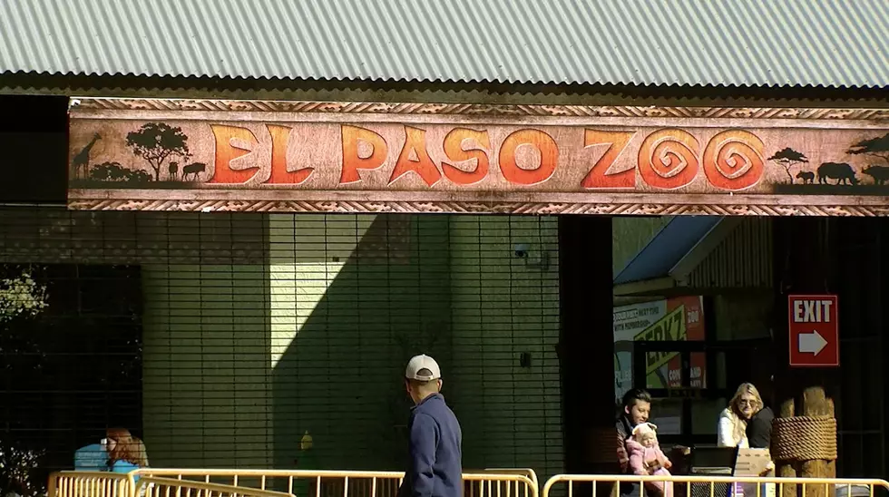 After Great Turnout El Paso Zoo Extends Saturday After Hours Time