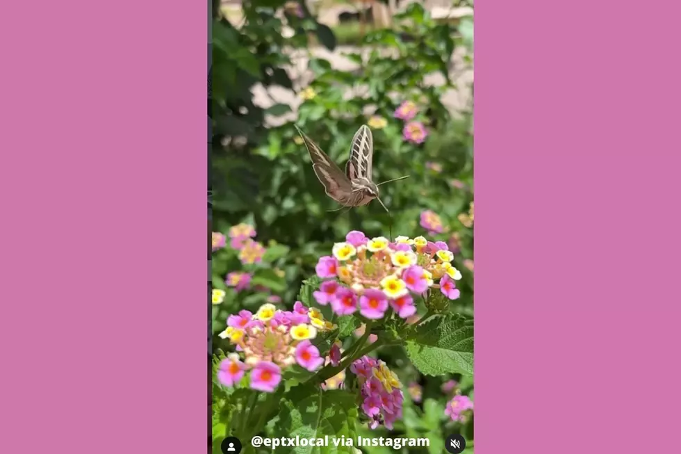 You Will Be Mesmerized By This Thirsty El Paso Moth Video