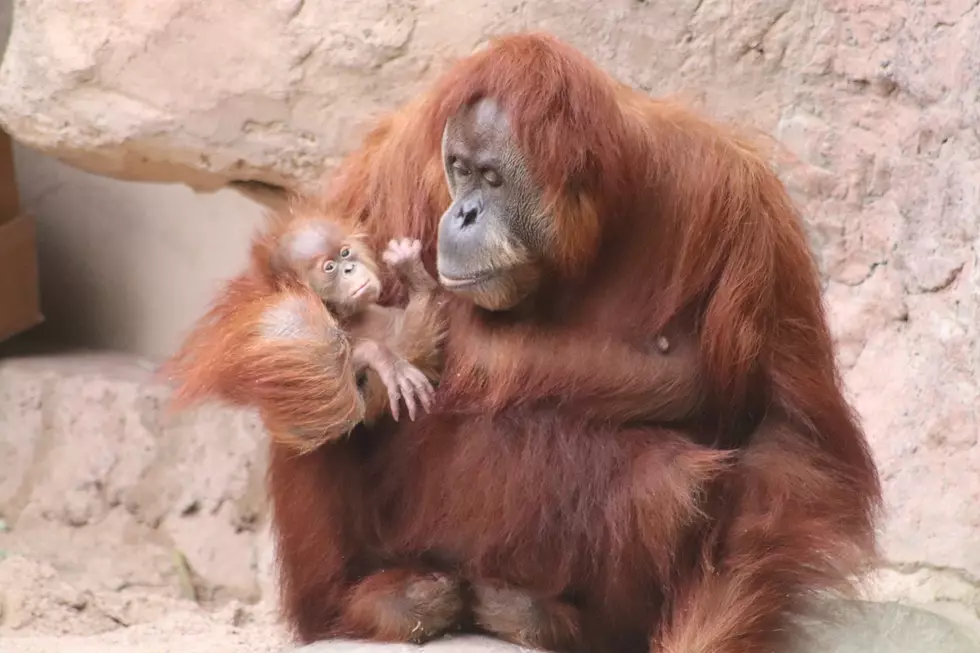 The El Paso Zoo Welcomes A Baby Orangutan