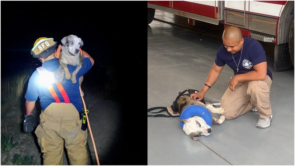 El Paso Firefighter Rescues Dog, Adopts Her After No One Claims Her