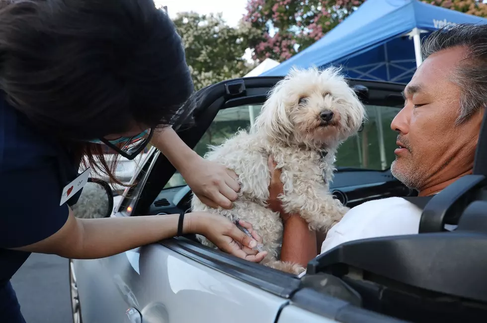 Free Drive Thru Pet Clinic Open To El Paso Pet Owners This Sunday